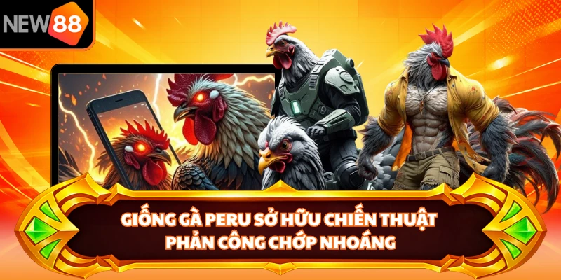 Giống gà Peru sở hữu chiến thuật phản công chớp nhoáng