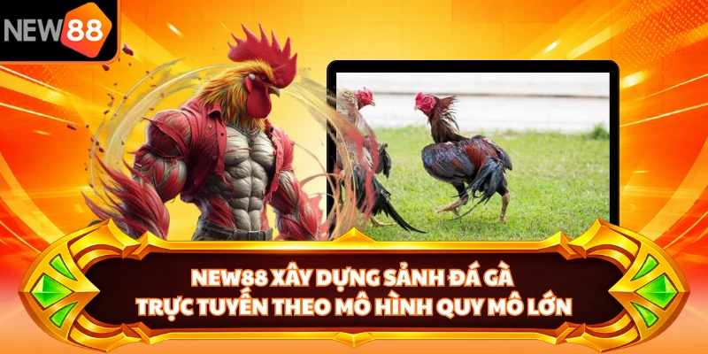 NEW88 xây dựng sảnh đá gà trực tuyến theo mô hình quy mô lớn